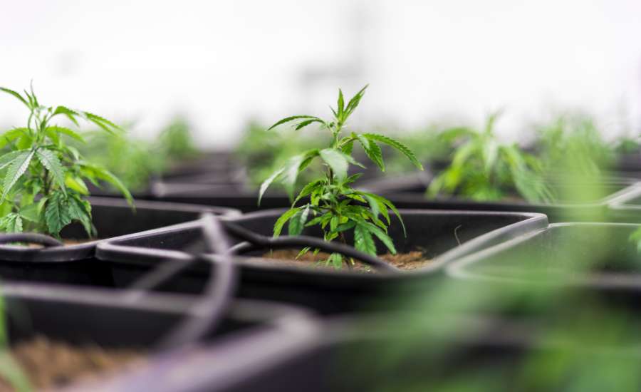 En hygiène de vie saine, le CBD protège votre cœur.