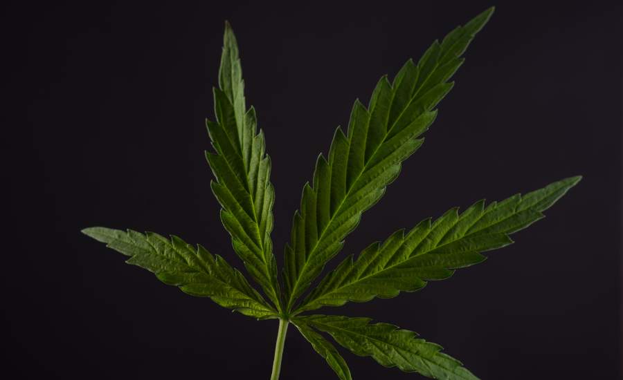 Alliez CBD, fibres et chronobiologie pour un bien-être global et durable.