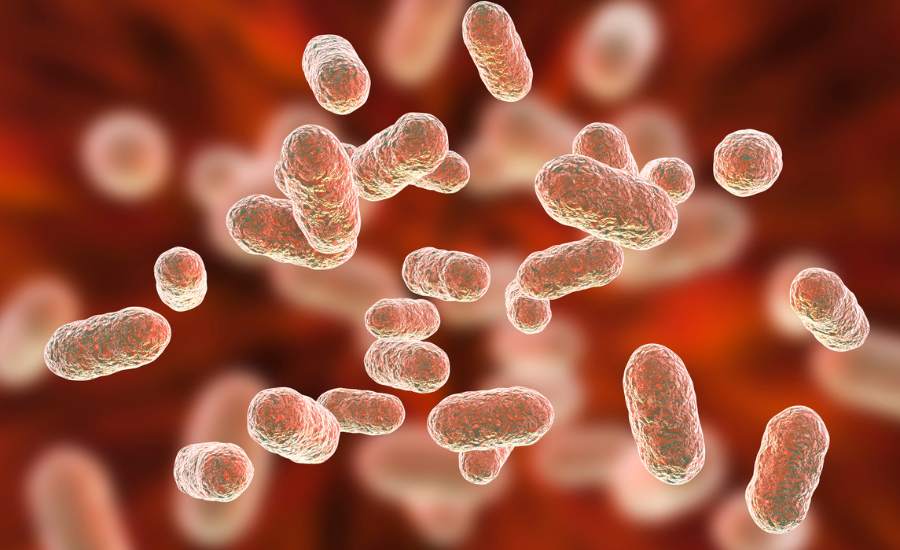 Le Secret du CBD pour un Microbiote Intestinal au Top