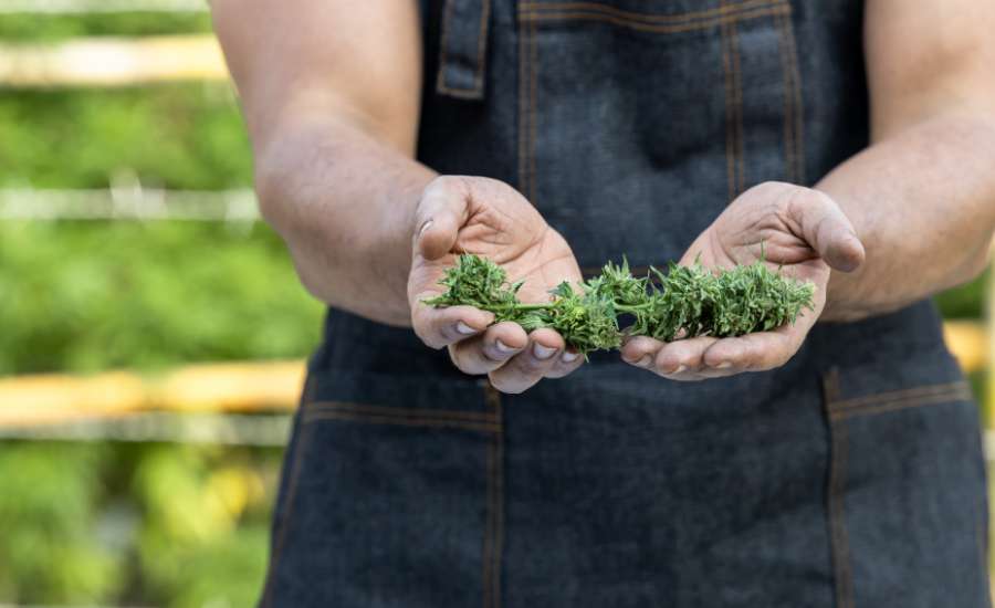 Une routine CBD bien suivie révèle un teint unifié.